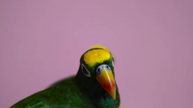 Two colorful caique parrots perched closely together on soft pink background