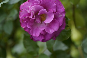 quantum valentine roses on different scales and close-ups