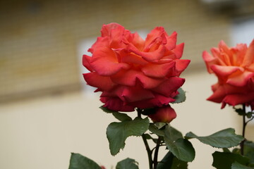 quantum valentine roses on different scales and close-ups