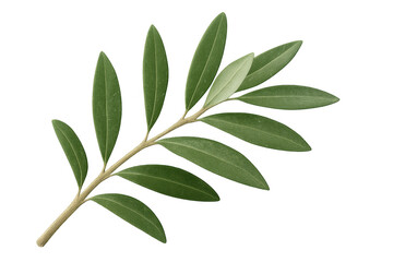 Verdant olive branch displaying lush green leaves, showcasing natural botanical detail against transparent backdrop