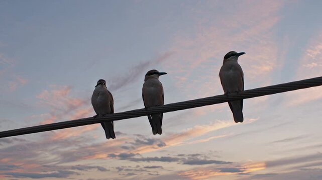 Tranquil Nature Cinematic Background | Perfect Loop