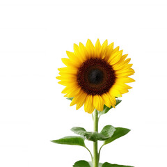 Obraz premium A vibrant sunflower with bright yellow petals and a dark center, elegantly standing on a white isolated background.
