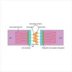 Desmosome structure Cell-to-cell adhesion mechanism