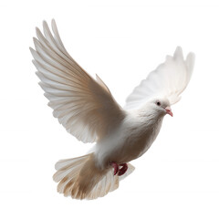 Obraz premium A white dove in mid-flight, showcasing its elegant wings against a clean white background, symbolizing peace and freedom.