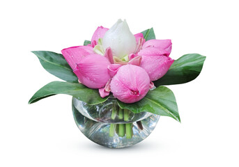 Fresh pink and white lotus flowers in a beautiful clear vase  on transparent.