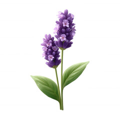 Obraz premium Delicate purple flowers with vibrant petals and green leaves, showcasing the beauty of nature, ideal for floral-themed designs or gardening inspirations.