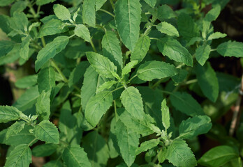 Tulsi or Holy Basil, an aromatic perennial herb native to the Indian subcontinent. Revered in Hindu...