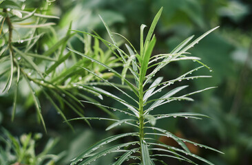 Rain soaked yellow oleander (Cascabela thevetia) plant during monsoon season. The healthy growing...