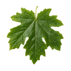 Fototapeta premium Detailed green leaf on a white isolated background, showcasing its intricate veins and natural texture.