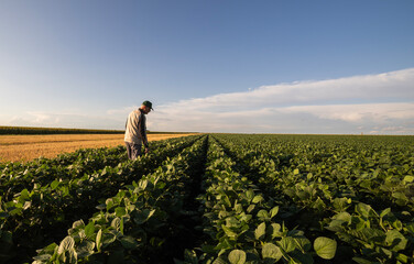 Senior farmer inspects crops field at sunset.