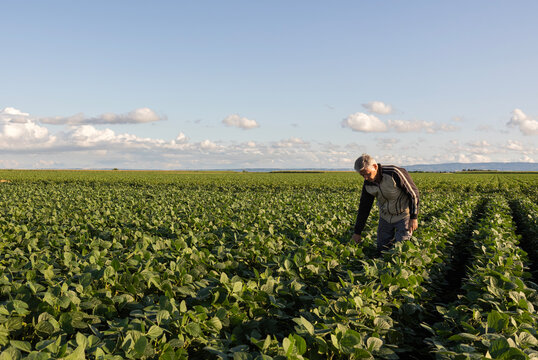 Senior farmer inspects crops field at sunset.