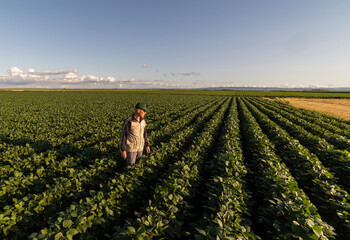 Senior farmer inspects crops field at sunset.