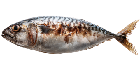 Fresh whole mackerel fish with silver skin and dark stripes on a black background Concept of healthy eating, seafood, and omega3 fatty acids