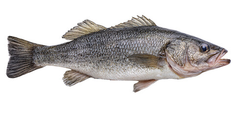 Fototapeta premium Freshly caught European seabass fish showcasing its silvery scales and streamlined body, isolated on black background Concept of seafood, fishing, and healthy eating