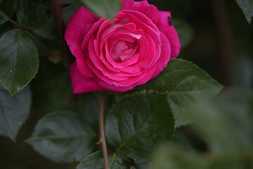 quantum valentine roses on different scales and close-ups