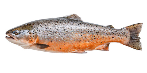 Obraz premium Freshly Caught Brown Trout Fish Isolated on Black Background Closeup of Raw River Trout for Culinary Use and Healthy Eating