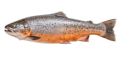 Freshly Caught Brown Trout Fish Isolated on Black Background Closeup of Raw River Trout for Culinary Use and Healthy Eating