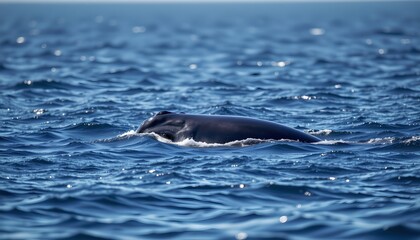 Fototapeta premium a serene oceanic scene where a whale is swimming in the vast expanse of the sea