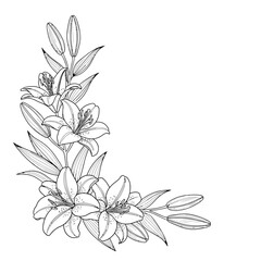 Corner floral arrangement of lilies and leaves in detailed line drawing