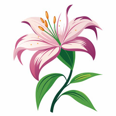 pink lily isolated on white background
