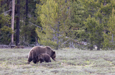Grizzly Bear Sow and Cub in Grand Teton National Park Wyoming in Springtime