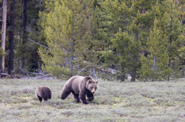Grizzly Bear Sow and Cub in Grand Teton National Park Wyoming in Springtime