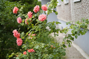 quantum valentine roses on different scales and close-ups
