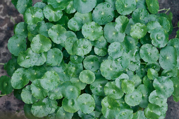 rain drenched healthy, green leaves of marsh pennywort (Hydrocotyle vulgaris, dollarweed or copper...
