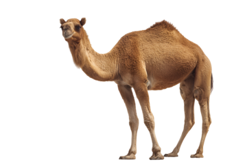 A dromedary camel standing facing left on a transparent background isolated on transparent background
