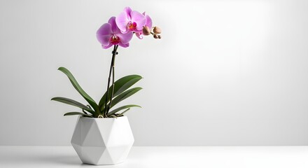 Fototapeta premium A delicate pink orchid in full bloom, elegantly potted in a modern white geometric planter, set against a pristine, bright grey background with ample copy space, exuding minimalist beauty and sophisti