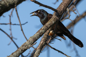 Common grackle perched in a tree eating bread.