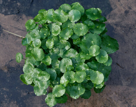 Water Pennywort (also known as dollarweed or Hydrocotyle umbellata), aquatic plant characterized by round leaves, often resembling coins. Photo taen during monsoon season.
