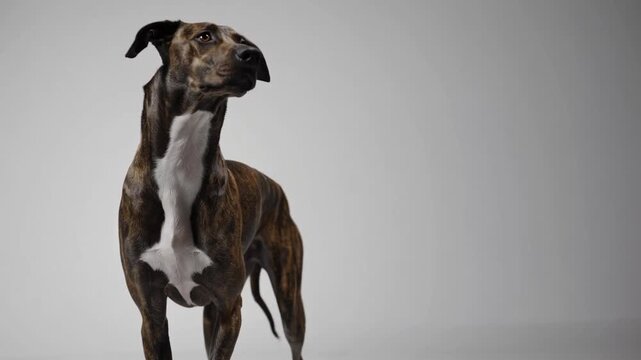 Purebred Spanish Galgo Canine Posed Against White Backdrop Four-Year-Old Sighthound Breed