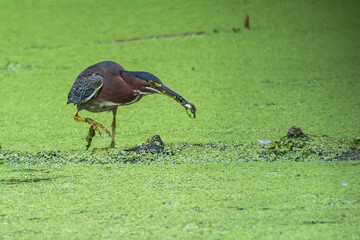 Green heron fishing in a lake covered in pollen.