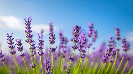 Naklejka premium Field of lavender in bloom under a blue sky, fragrant, colorful, serene