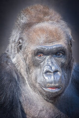 Intense Close Up Portrait of a Western Lowland Gorilla Face