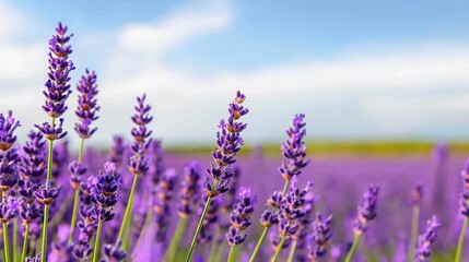 Obraz premium Field of lavender in bloom under a blue sky, fragrant, colorful, serene