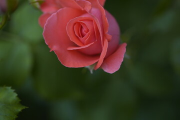 quantum valentine roses on different scales and close-ups