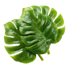 Two vibrant monstera leaves on a white isolated background, showcasing their unique shape and lush green color.