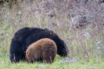 Black Bear Sow and Cub in Yellowstone National Park Wyoming in Springtime