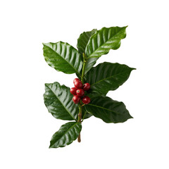 Vibrant coffee plant branch with glossy green leaves and ripe red coffee cherries, isolated on white background.