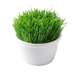 Vibrant green grass in a simple white pot on an isolated background. Perfect for enhancing any decor or for use in design projects requiring a touch of nature.