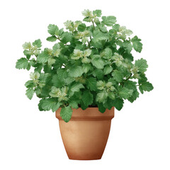 Vibrant green herb plant in a rustic clay pot, ideal for kitchens or gardens, representing freshness and natural beauty.
