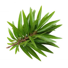 Vibrant green leaves showcasing natural beauty, perfect for backgrounds and organic themes, isolated on white for easy integration.