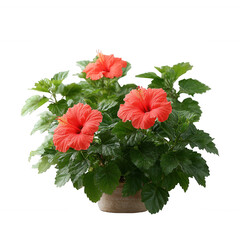 Vibrant hibiscus plant with bright orange flowers, lush green leaves, and a natural pot, perfect for home decor or garden settings.