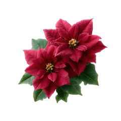 Vibrant poinsettia flowers with rich red petals and lush green leaves, celebrating holiday beauty against a clean white background.