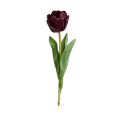 Vibrant purple tulip with green leaves, isolated on a white background, perfect for spring-themed projects and floral arrangements.