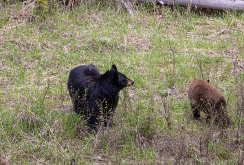 Black Bear Sow and Cub in Yellowstone National Park Wyoming in Springtime