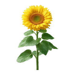 Vibrant sunflower with bright yellow petals and green leaves, isolated on a white background, perfect for designs and illustrations.