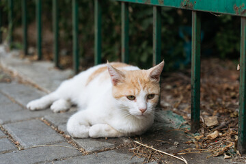 Ginger and white street cat lying on a stone pavement near a green metal fence.